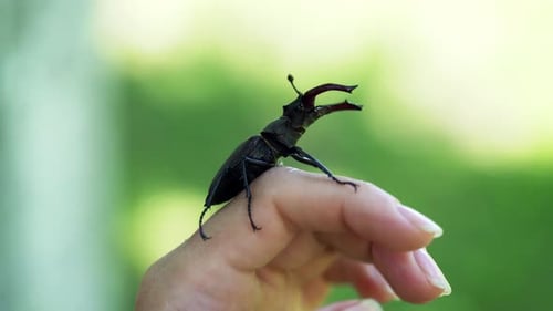 Stag Beetle Crawls on a Hand Outdoors