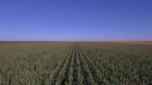 Flying Backwards Above Corn Field