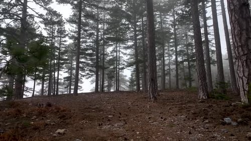 Texture of the misty forest aerial view background 4 K
