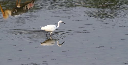 White Bird Wading and Reflection in Shallow Water