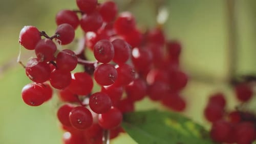 Guelder Rose Viburnum Opulus Ripe Red Berries Closeup