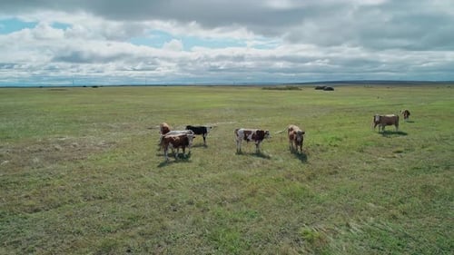 Aerial View of Herd of Cows Grazing on a Green Meadow