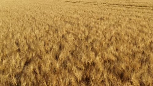 Gold Wheat Field in Summer