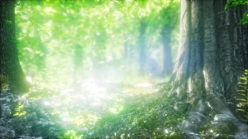 Sunbeams Shining Through Natural Forest of Beech Trees