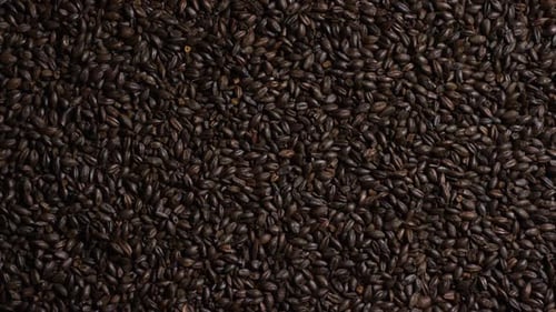 dose rotativa de cevada e outros ingredientes de fabricação de cerveja - BEER BREWING