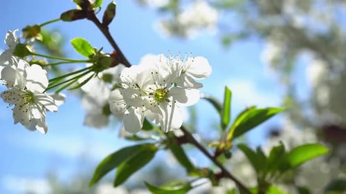 Spring Flowering Cherries 3