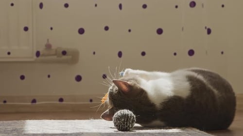 Playful Cat Rolling Around with Toys Indoors