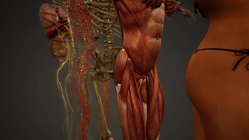 3D Human Anatomy Reveal: Skeletal, Muscular, and Organ Systems