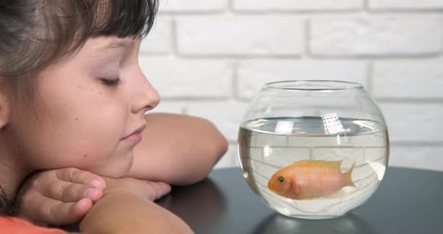 Child Watches Orange Fish in Glass Bowl