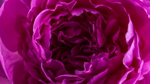 Close Up of a Vibrant Pink Flower