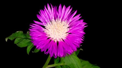 Laps de temps of Blossoms Fleur violette de bleuet persan Centaurea Dealbata
