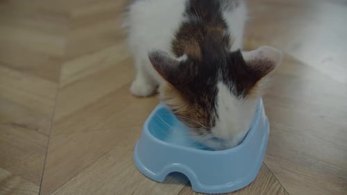 Cute Kitten Eating Food from a Bowl