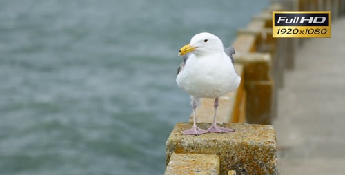 Seagull Perched on Ledge by Ocean Flies Away