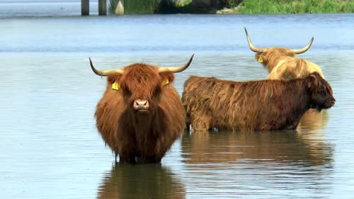 Highland Cattle Wading in Water on Sunny Day