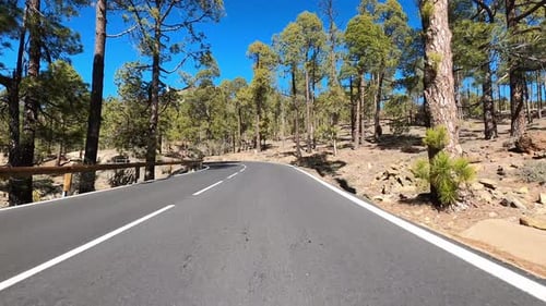 Car driving through forest landscape on country road, Tenerife, Spain