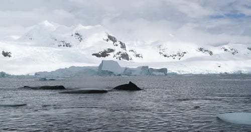 Whales Swim in Antarctic Waters with Icebergs