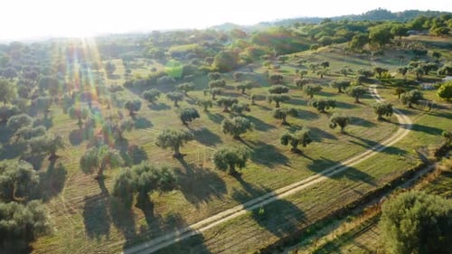 Aerial Olive Oil Land