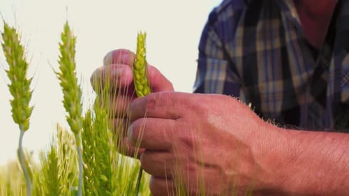 Farmer Inspects Wheat Crop in Sunny Field