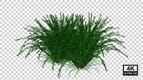 Animated Natural Grass and Bush Growing Reveal