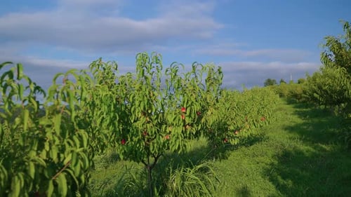 Big Orchard with Peach Trees