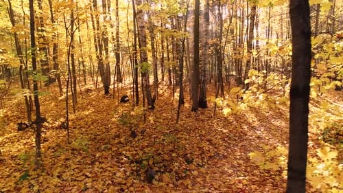 Colorful Autumn Forest Wood
