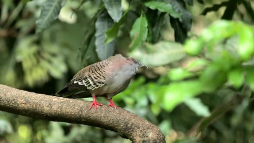 Crested Pigeon on a Tree Branch Preening
