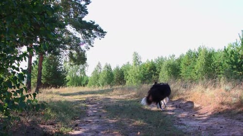 Großer und lustiger schwarz-weiß trainierter Hund wirbelt und steht auf Befehl auf seinen Hinterbeinen
