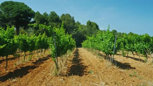 Smooth Rows of Vineyards on a Summer Day in Catalonia Spain