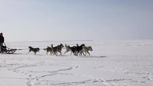 Training sled dogs on a frozen bay in winter