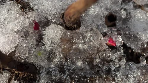 Snow Melts to Reveal Spring Shoots Time Lapse
