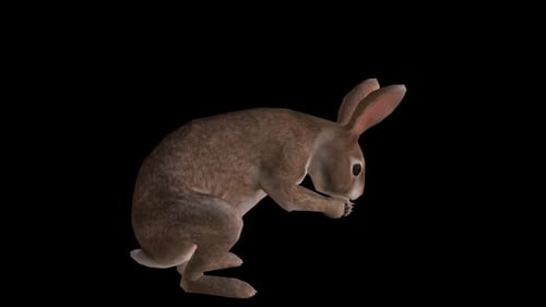 Rabbit Eat