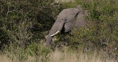 952024 African Elephant, loxodonta africana, Adult walking through savannah, Eating Bush, Masai Mar
