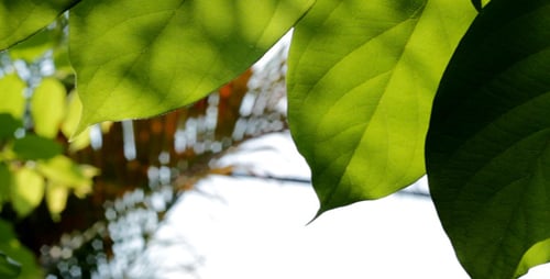 Green Leaves Slider Shot 1
