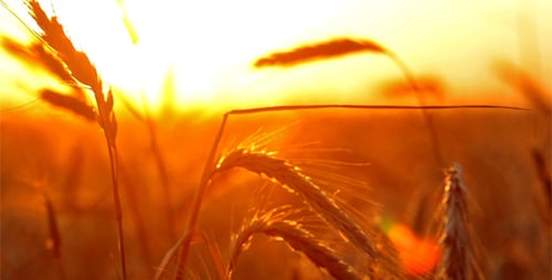 Golden Wheat Field at Sunrise or Sunset