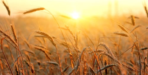 Golden Wheat Field at Sunrise