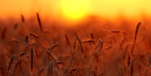 Wheat Field at Sunrise or Sunset