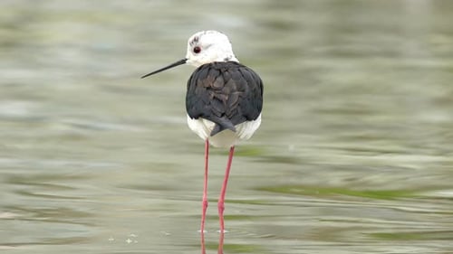 Lone Black-Winged Stilt Wading in Shallow Water