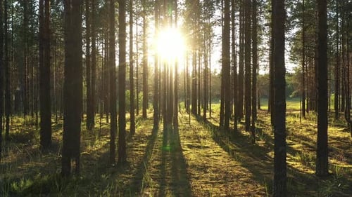 Flug im Pine Forest in den Strahlen bei Sonnenuntergang