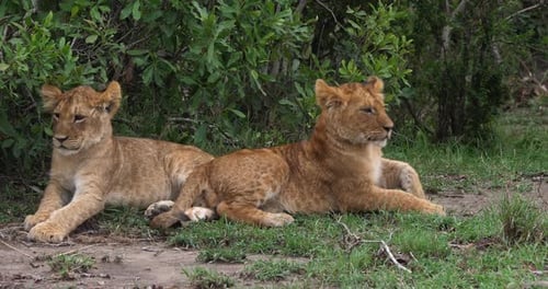 Afrikanischer Löwe, Panthera-Löwe, Junge, Masai Mara Park in Kenia, Echtzeit 4K