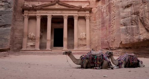 Kamele in Petra's Treasury, einer der meistbesuchten Touristenattraktionen Jordaniens.4K