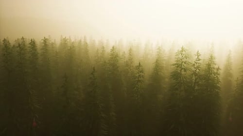 Plantation of Cannabis in Deep Fog