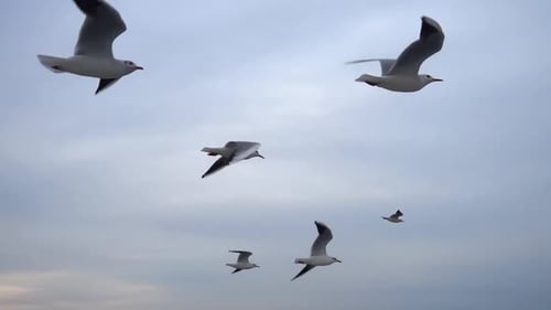 Des mouettes volant dans le ciel gris et propre. Gros plan Une volée d'oiseaux vole au Ralenti. 12