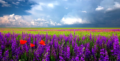 Summer Landscape