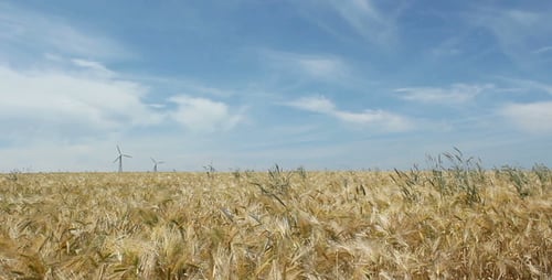 Field And Sky