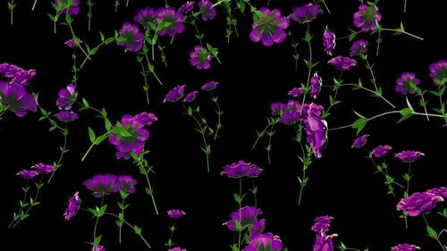 Animated Falling Purple Flowers Seamless Loop Background