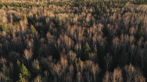 Dramatisch Sonnenuntergang Forest 4