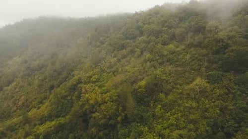 Regenwald in Wolke | Bali, Indonesien