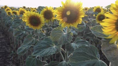 Field of blooming sunflowers at sunset