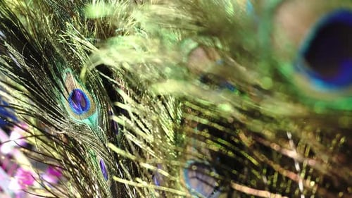 Close Up of Iridescent Peacock Feathers