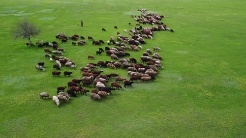 Aerial View at the Sheeps Herd